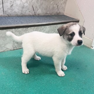 とっても幼いフレンドリーな子犬