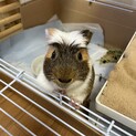 【人懐っこく穏やか】モルモットの里親様を募集します