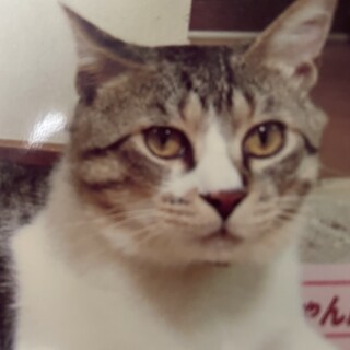 里親さん募集。飼い主の不調のため急募！