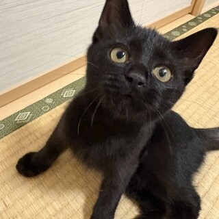 黒猫のつるちゃん里親さん募集中