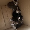 あずきなこねこ