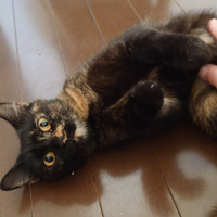 わさび