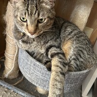 にゃんちゅう