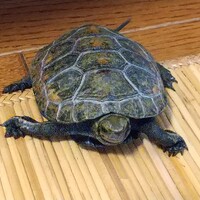 がっちゃん