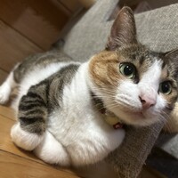 にゃにー