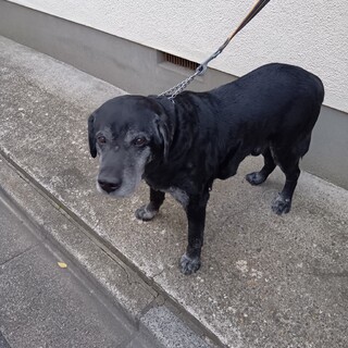 老犬ラブラドールのジャイロくん