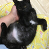 黒猫の子猫『ウタ君』2カ月 サムネイル4