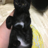 黒猫の子猫『ウタ君』2カ月 サムネイル5