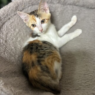 ベガちゃんはよく懐いて可愛い三毛猫ちゃん
