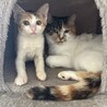 ベガちゃんはよく懐いて可愛い三毛猫ちゃん サムネイル2