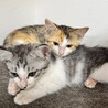 ベガちゃんはよく懐いて可愛い三毛猫ちゃん サムネイル3