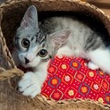 甘えん坊のイケメン