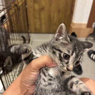 7月産まれのおしとやかキジ猫♀ちゃん