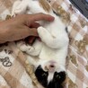 甘え上手のエイダちゃん サムネイル2