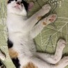 甘え上手のエイダちゃん サムネイル3