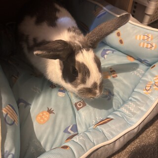 うさぎメス