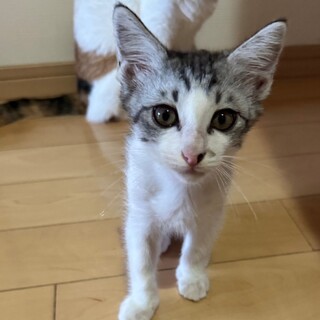 アルくんはとてもよく懐いて可愛く元気な男の子です