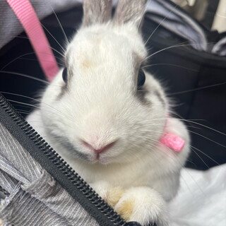雑種のうさぎメス