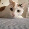 ちょっぴり臆病な女の子。 サムネイル5