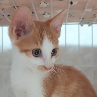 人も猫も大好き「なまこ」くん