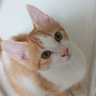 テレビ観賞好き「ちくわ」くん