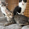 3兄妹・姫ちゃん サムネイル4