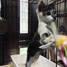 3兄妹・姫ちゃん サムネイル5