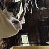 3兄妹・姫ちゃん サムネイル6