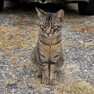 暑い日に我が家に避難してきた捨て猫ちゃん　男の子