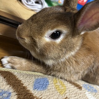 3〜4歳のネザーランドドワーフ