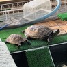 ずきち