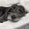 穏やかなmix なっぱちゃん サムネイル2