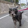 穏やかなmix なっぱちゃん サムネイル4