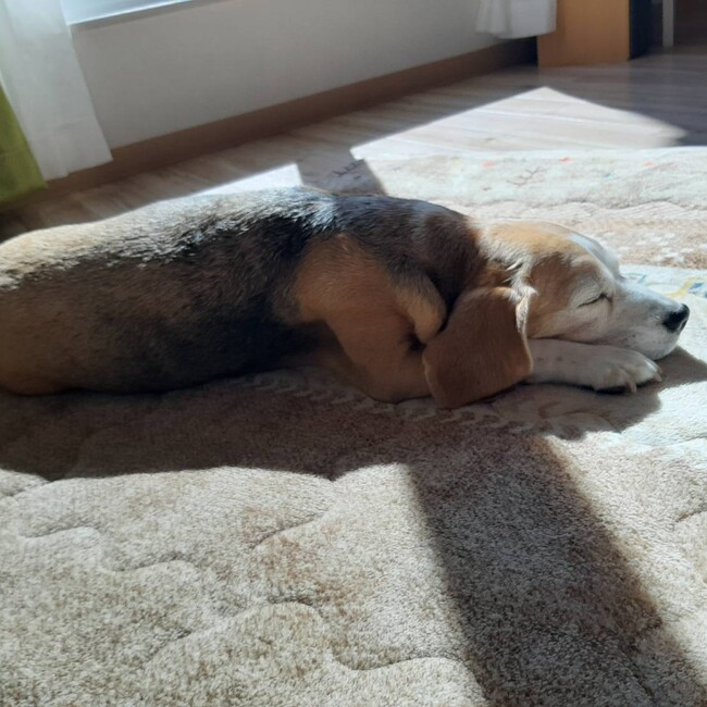 きなとうのカバー写真