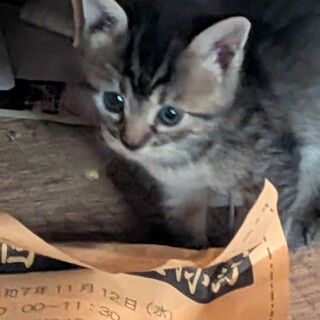生後一ヶ月の子猫の里親さんを募集します