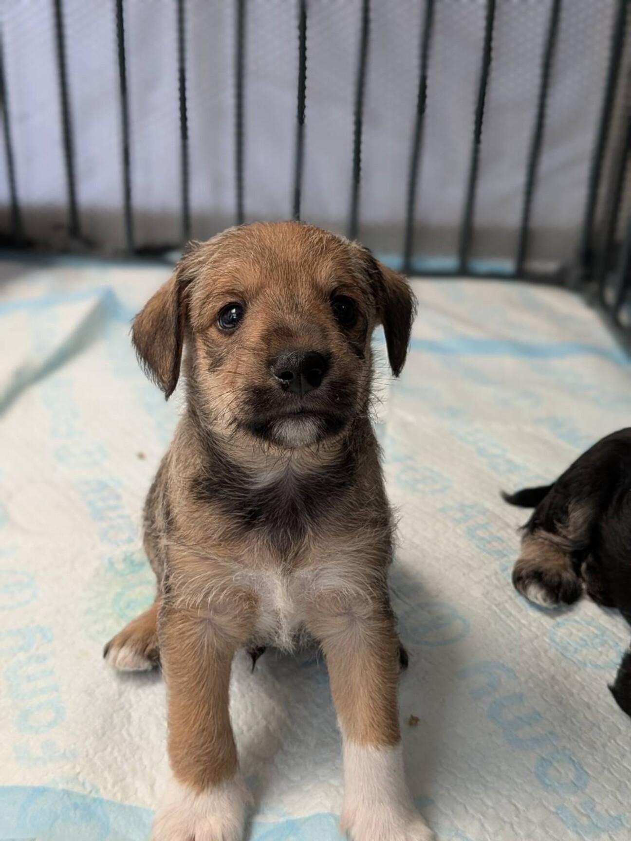 穏やかなmix チャ介くん」神奈川県 - 犬の里親募集(547595) :: ペット