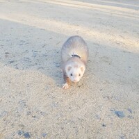 こた
