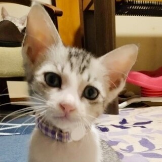 キリっとしたイケメン甘えん坊⭐️パッパ