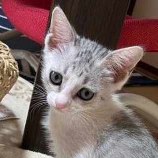 マイペースサバ白美猫さん❤️ピッピ