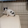 お外で頑張った仲良し姉妹ミラちゃん サムネイル3