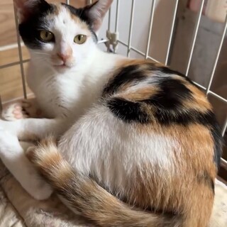 甘えん坊　美猫三毛女の子4カ月あまみちゃん