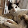 甘えん坊　美猫三毛女の子4カ月あまみちゃん サムネイル2