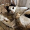 甘えん坊　美猫三毛女の子4カ月あまみちゃん サムネイル3