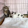 お外で頑張った仲良し姉妹ミラちゃん サムネイル6