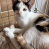甘えん坊　美猫三毛女の子4カ月あまみちゃん サムネイル5
