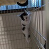 お外で頑張った仲良し姉妹ミラちゃん サムネイル4