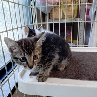 お外で頑張った仲良し姉妹ムーヴちゃん