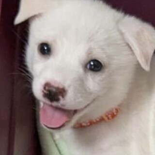 ピノ♀ずっとの家族募集中