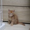 マイペースな甘えん坊ちくわくん サムネイル3