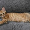マイペースな甘えん坊ちくわくん サムネイル6
